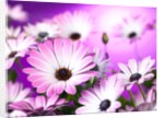 Osteospermum flowers by Assaf Frank